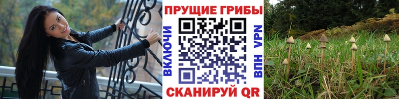Галлюциногенные грибы Psilocybine cubensis  блэк спрут tor  Вологда  купить наркоту 